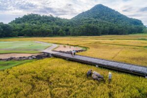 Sân golf Laguna Lăng Cô